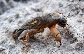 Attēlu rezultāti vaicājumam “Gryllotalpa gryllotalpa”