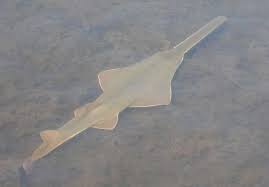 Image result for Pristis pectinata