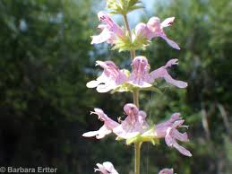Attēlu rezultāti vaicājumam “Stachys palustris flower”