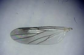 Attēlu rezultāti vaicājumam “Mycetophilidae”