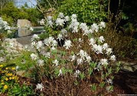 Attēlu rezultāti vaicājumam “Rhododendron canadense”