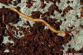 Attēlu rezultāti vaicājumam “Geophilidae”