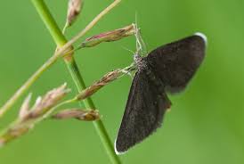 Attēlu rezultāti vaicājumam “Odezia atrata”