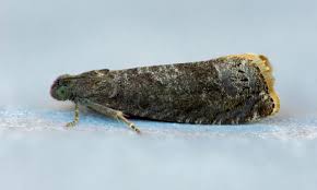 Attēlu rezultāti vaicājumam “Grapholita funebrana”