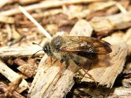 Attēlu rezultāti vaicājumam “Trichiosoma”