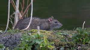 Attēlu rezultāti vaicājumam “Rattus norvegicus”