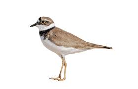 Attēlu rezultāti vaicājumam “Charadrius dubius adult”