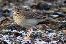 Image result for Anthus godlewskii