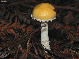 Attēlu rezultāti vaicājumam “Trichia ambigua spores”