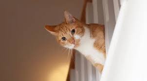 Afbeeldingsresultaat voor katten