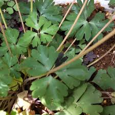 「烏頭みこと」の画像検索結果