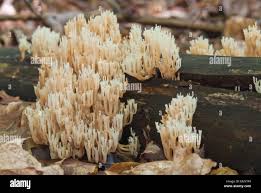 Attēlu rezultāti vaicājumam “Clavicorona pyxidata”