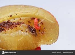 Attēlu rezultāti vaicājumam “Grapholita funebrana larva”