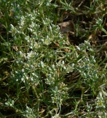 Attēlu rezultāti vaicājumam “Scleranthus perennis”
