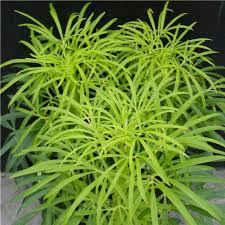 Image result for Helleborus foetidus