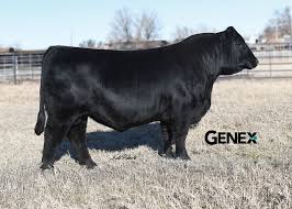 Image result for angusyoun