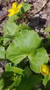 Attēlu rezultāti vaicājumam “Caltha palustris leaf”