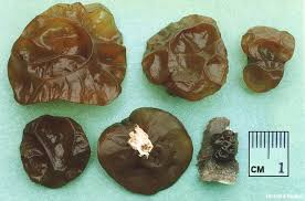 Attēlu rezultāti vaicājumam “Exidia recisa”