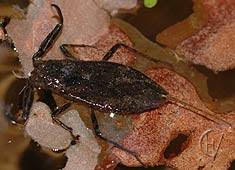 Attēlu rezultāti vaicājumam “Nepa cinerea nymph”