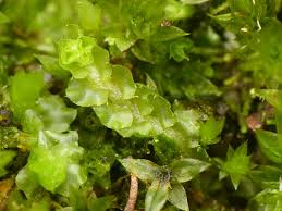 Attēlu rezultāti vaicājumam “Barbilophozia kunzeana”