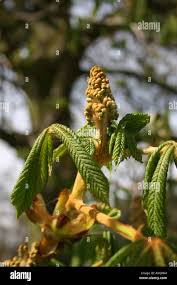 Attēlu rezultāti vaicājumam “Aesculus hippocastanum flower”