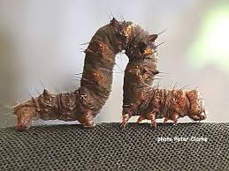 Attēlu rezultāti vaicājumam “Phigalia pilosaria”