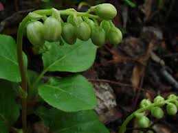 Attēlu rezultāti vaicājumam “Orthilia secunda bud”