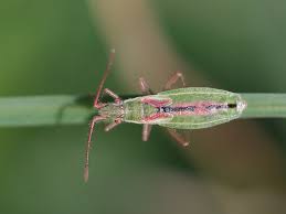 Attēlu rezultāti vaicājumam “Myrmus miriformis”