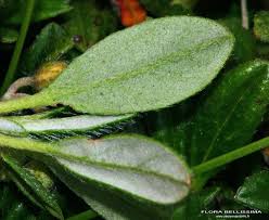 Attēlu rezultāti vaicājumam “Helianthemum nummularium leaf”