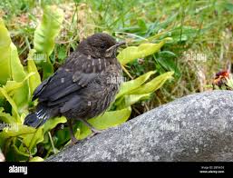 Attēlu rezultāti vaicājumam “Turdus merula juvenile”