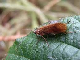 Attēlu rezultāti vaicājumam “Chaetopteryx villosa”