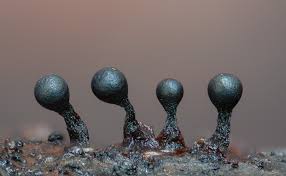 Attēlu rezultāti vaicājumam “Metatrichia floriformis”