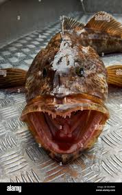 Image result for Ophiodon elongatus