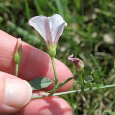 Attēlu rezultāti vaicājumam “Convolvulus arvensis flower”
