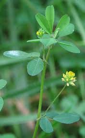 Attēlu rezultāti vaicājumam “Trifolium dubium fruit”