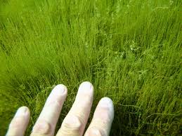 Attēlu rezultāti vaicājumam “Chara filiformis”