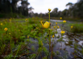 Image result for Utricularia
