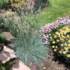 Attēlu rezultāti vaicājumam “Festuca ovina flower”