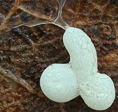 Attēlu rezultāti vaicājumam “Badhamia panicea”