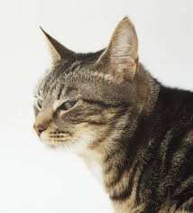 Attēlu rezultāti vaicājumam “Felis silvestris catus”