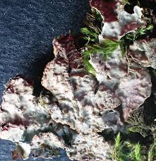 Attēlu rezultāti vaicājumam “Parmelia serrana”