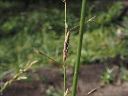 Attēlu rezultāti vaicājumam “Glyceria fluitans fruit”