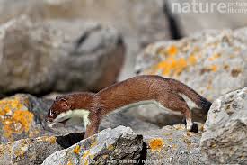 Attēlu rezultāti vaicājumam “Mustela erminea”