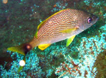 Image result for Haemulon album