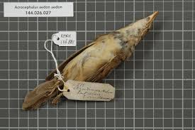 Image result for Acrocephalus aedon