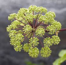 Image result for Angelica archangelica
