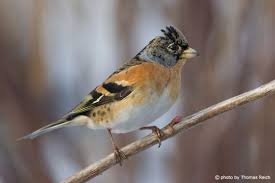 Attēlu rezultāti vaicājumam “Fringilla montifringilla male”