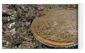 Image result for Placopecten magellanicus