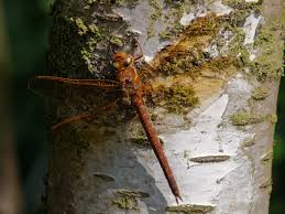 Attēlu rezultāti vaicājumam “Aeshna grandis”