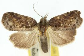 Attēlu rezultāti vaicājumam “Nycteola sp.”